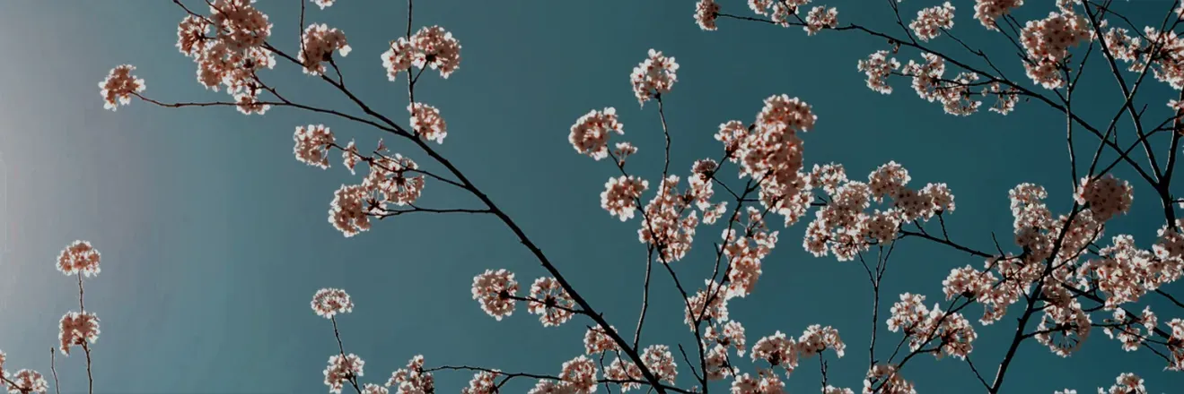 OnlyFans account  cherrybommba header 2