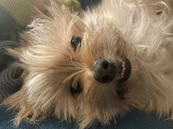 OnlyFans cuenta bearthepotato avatar 1