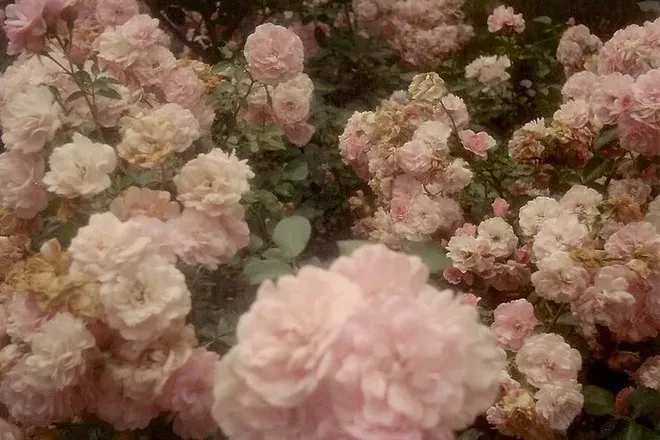 OnlyFans cuenta sincerelyyourannie header 2