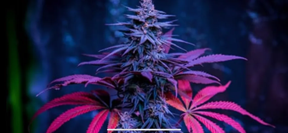 OnlyFans cuenta maryjanejess header 2
