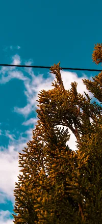 OnlyFans cuenta xwolfxx header 2