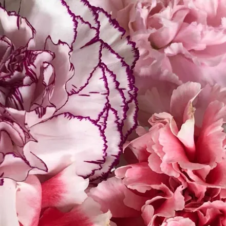 OnlyFans cuenta herpetals header 2
