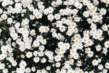 OnlyFans cuenta highlyhappyhippie header 2