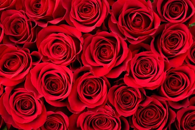 OnlyFans cuenta giulianarose header 2