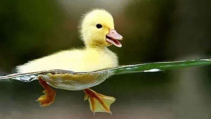 OnlyFans account  quacksmcgee header 2