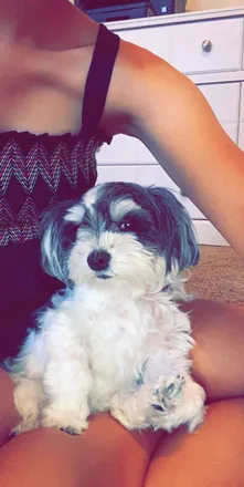 OnlyFans cuenta mollymorkie20 header 2
