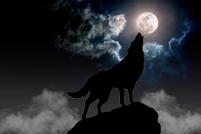 OnlyFans account  wolfmoon8888 header 2