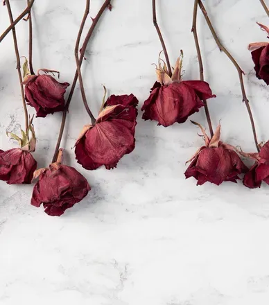 OnlyFans cuenta blossomood header 2