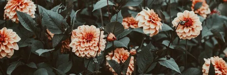 OnlyFans cuenta emmaluxee header 2