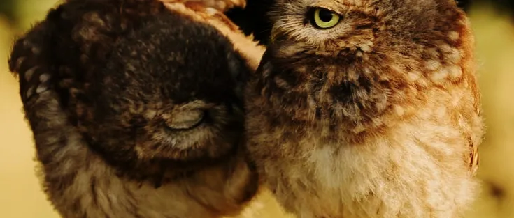 OnlyFans cuenta sleeplessowl header 2