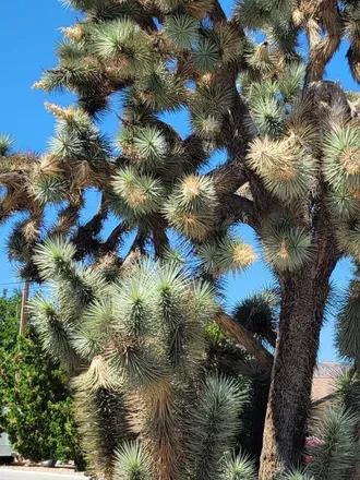OnlyFans cuenta desertflower1 header 2