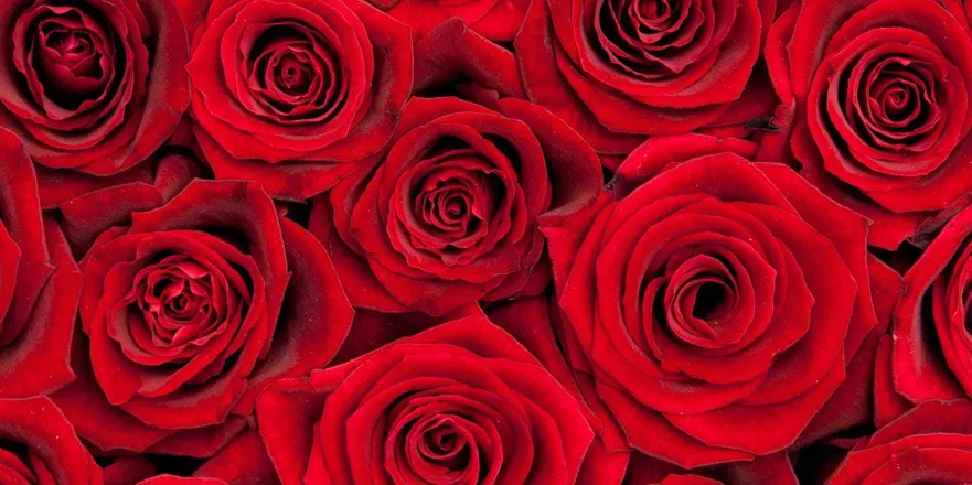 OnlyFans cuenta mistressscarlettrose2 header 2
