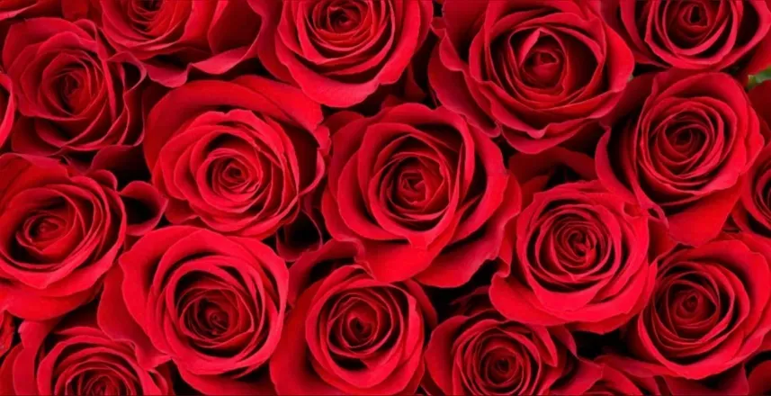 OnlyFans cuenta foxxxy_gwen_rose header 2