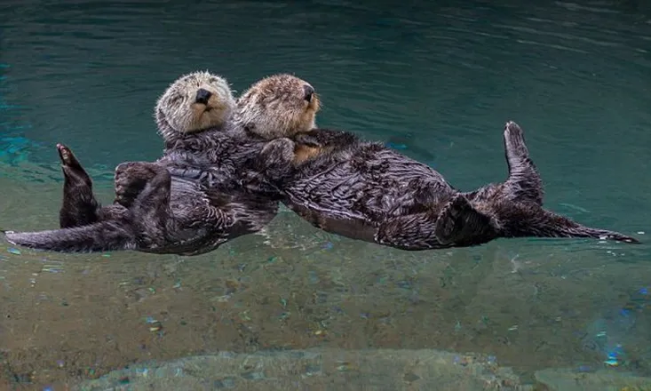 OnlyFans cuenta otterguy1337 header 1