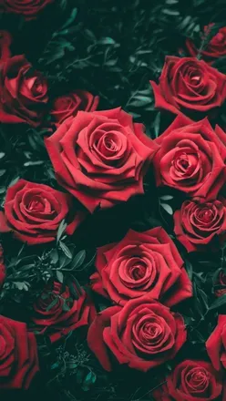 OnlyFans cuenta floweronefeet header 2