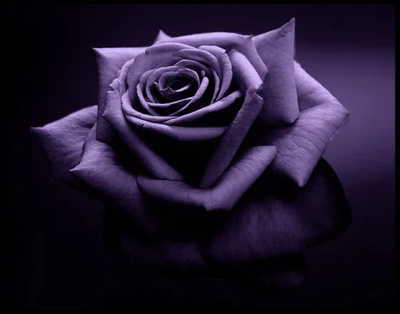 OnlyFans cuenta rosalinda_rosa header 2