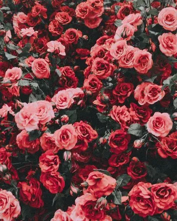 OnlyFans cuenta imzadichills header 2