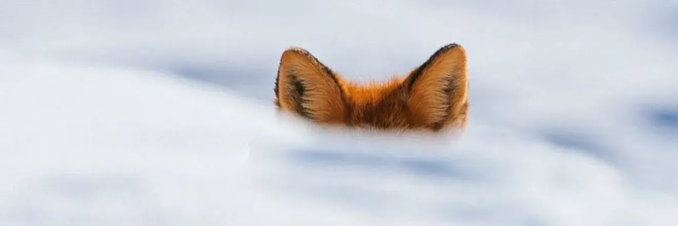 OnlyFans cuenta mcpenguen header 2