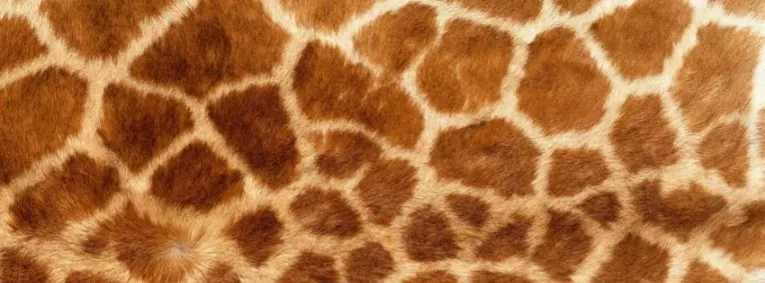 OnlyFans cuenta shortgiraffe3 header 2