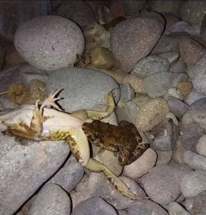 OnlyFans cuenta grandpafrog header 2