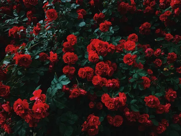 OnlyFans cuenta eliza-rose header 2