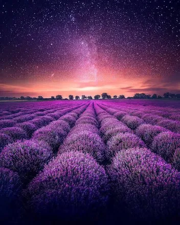 OnlyFans cuenta missladylavender header 2