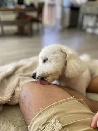 OnlyFans cuenta snoweythepoochon header 2