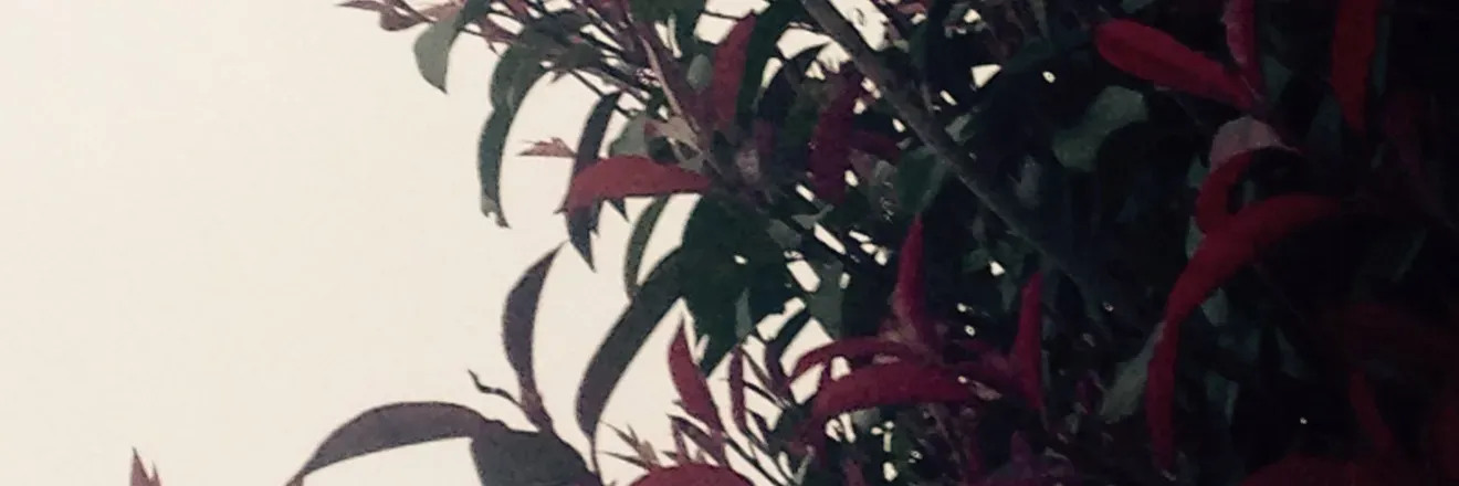 OnlyFans cuenta pup_rampage header 2