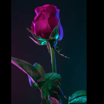 OnlyFans cuenta boujieboi header 2