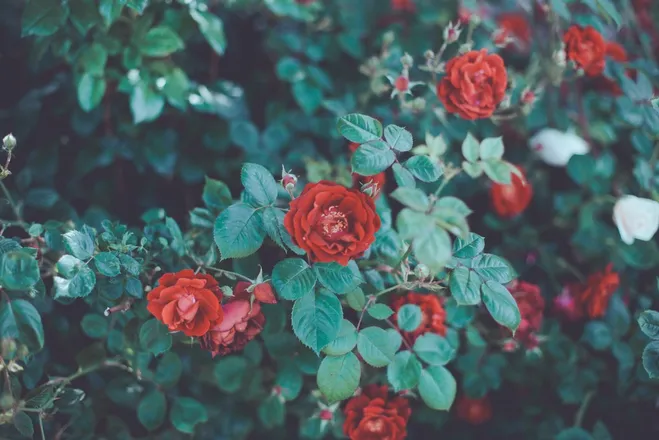 OnlyFans cuenta lotusrose4free header 2