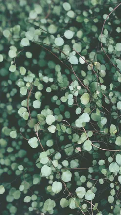 OnlyFans cuenta sheisseptember header 2