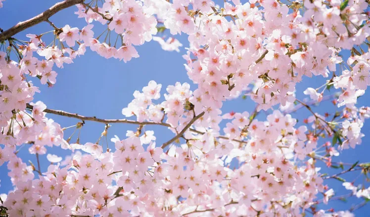 OnlyFans cuenta sakura_cherry header 2