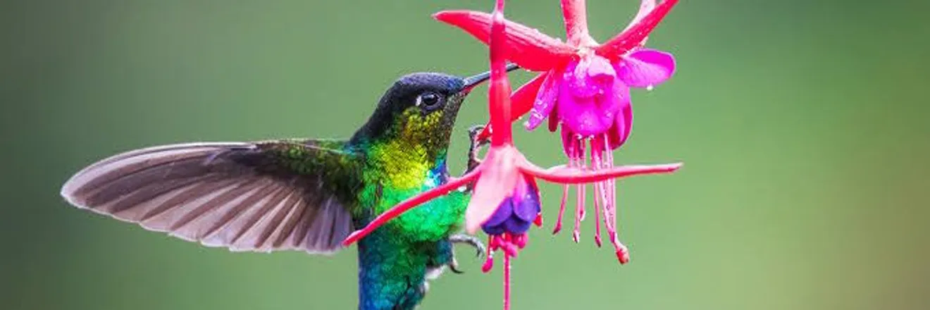 OnlyFans account  hummingbirdiexx header 2