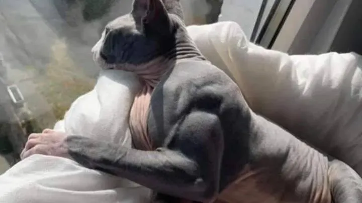OnlyFans cuenta bigcatkink avatar 1