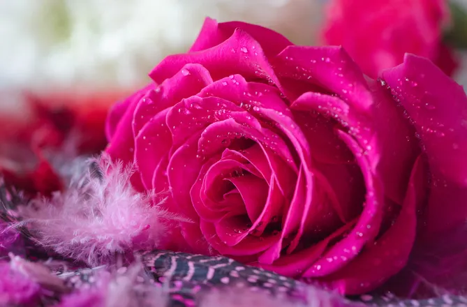 OnlyFans cuenta qutiequeen header 2