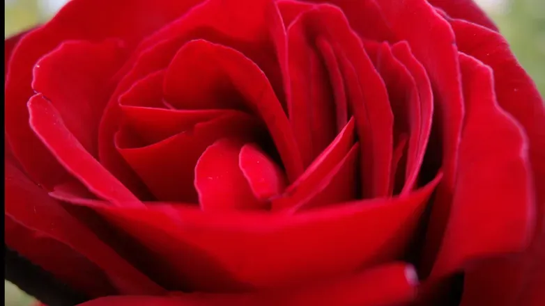 OnlyFans cuenta red_pepper header 2