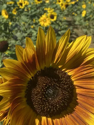 OnlyFans account  serenitystephanie header 2