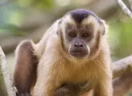 OnlyFans cuenta hoodedcapuchin avatar 1