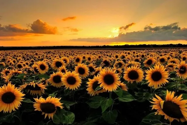 OnlyFans cuenta sunflowerkissess header 2