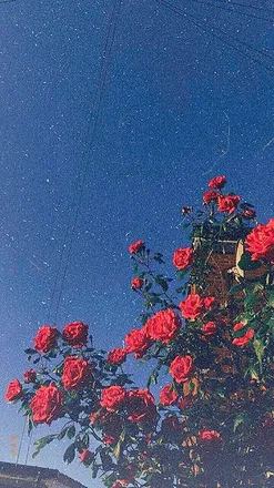 OnlyFans cuenta izzyrosesx header 2