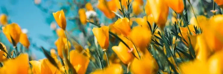 OnlyFans cuenta sungoddessalli header 2