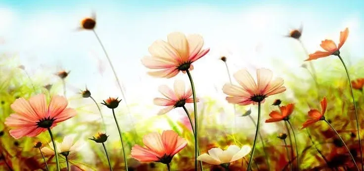 OnlyFans cuenta evelynflowers header 2
