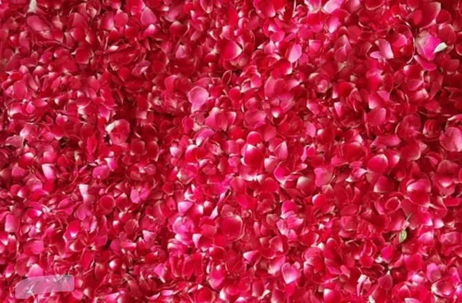 OnlyFans cuenta blisscxnt header 2