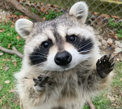 OnlyFans cuenta lilraccoon69 avatar 1