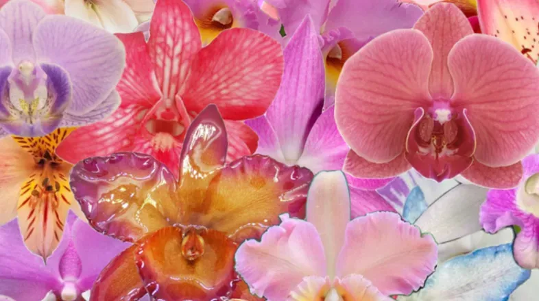 OnlyFans cuenta orchidgoddess4 header 2