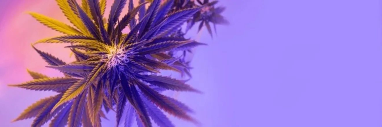 OnlyFans cuenta ninjalette_420 header 2