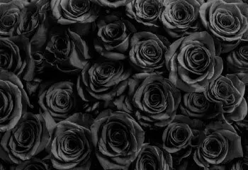 OnlyFans cuenta dreamfireseduction header 2