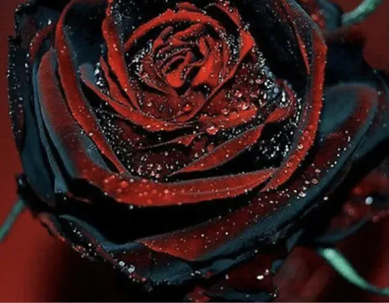 OnlyFans cuenta ebonygoddessx69 avatar 1