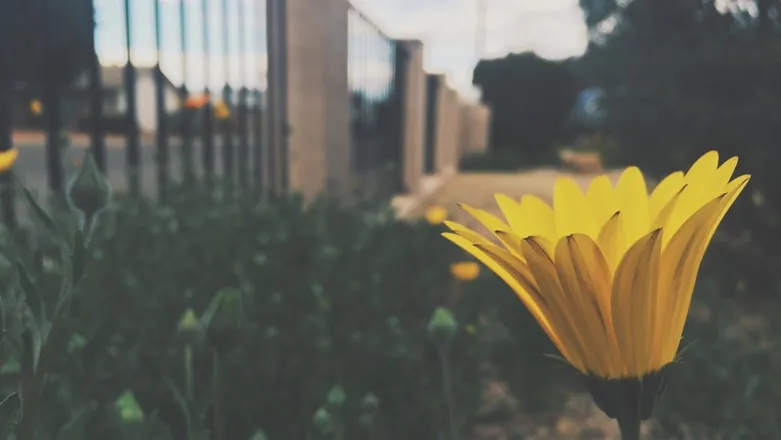 OnlyFans cuenta floralenergy header 2