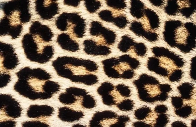 OnlyFans cuenta lexithethroatgoat header 2